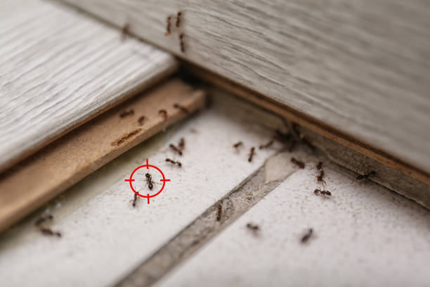 Professional Pest Control in Sauk City, WI